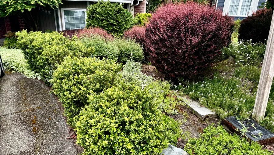 Hedge & Tree Pruning