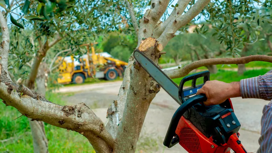 Tree Trimming