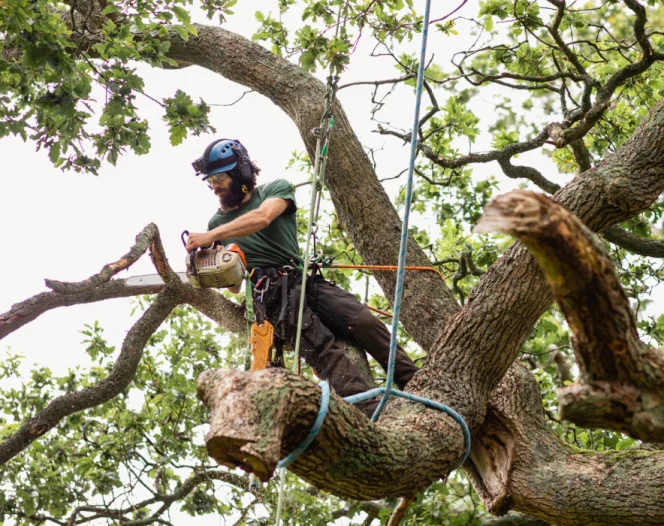 professional tree removal